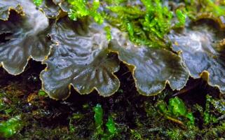 Peltigera polydactyla is a foliose lichen that grows in moss-rich soils in the forest in the Ivano-Frankivsk region photo