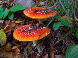 Amanita muscaria, poisonous forest mushroom with red cap with white dots in the forest photo