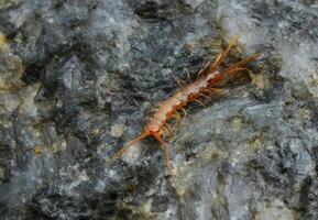 Brown centipedes - Lithobius variegatus, centipede from the Odessa catacombs photo