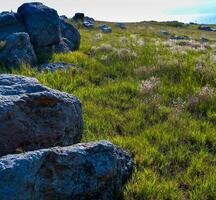 Serpent Island or Zmiinyi Island, steppe vegetation among the rocks on the island in summer, Ukraine photo
