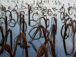 Rotten remains of corn stalks on a flooded field in the evening at sunset photo