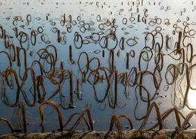 Rotten remains of corn stalks on a flooded field in the evening at sunset photo