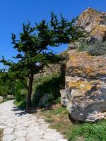 Coniferous tree bent in the wind on the shell rocks of Cape Kaliakra, Bulgaria photo
