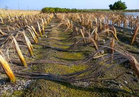 Rotten remains of corn stalks on a flooded field in the evening at sunset photo