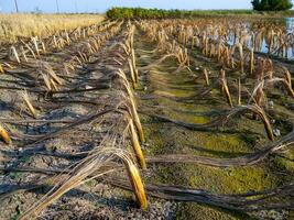 Rotten remains of corn stalks on a flooded field in the evening at sunset photo