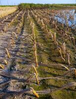 Rotten remains of corn stalks on a flooded field in the evening at sunset photo