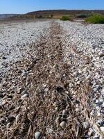 The dried-up bottom of a reservoir covered with dry mud and shells of bivalve mollusks photo
