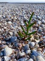 The dried-up bottom of a reservoir covered with dry mud and shells of bivalve mollusks photo