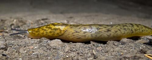 Slug, or land slug crawls at night after rain in search of food photo