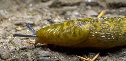 Slug, or land slug crawls at night after rain in search of food photo