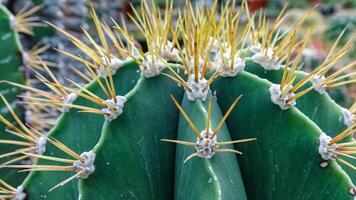 Echinocactus sp., cactus in the collection with wavy ribs, close-up photo