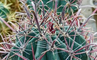 Ferocactus sp., cactus in the collection with wavy ribs, close-up photo