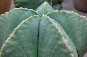 Close-up, cactus Astrophytum sp., in the collection photo