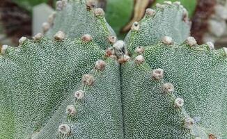 Close-up, cactus Astrophytum sp., in the collection photo
