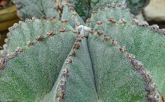 Close-up, cactus Astrophytum sp., in the collection photo