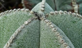 Close-up, cactus Astrophytum sp., in the collection photo
