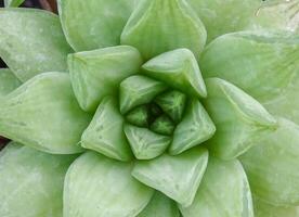 Haworthia cuspidata, succulent succulent plant in botanical garden collection photo