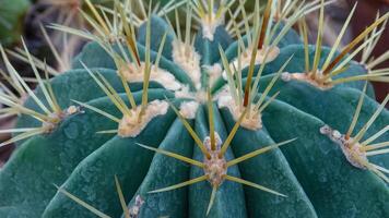 Echinocactus sp., cactus in the collection with wavy ribs, close-up photo
