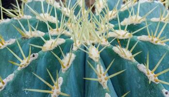Echinocactus sp., cactus in the collection with wavy ribs, close-up photo