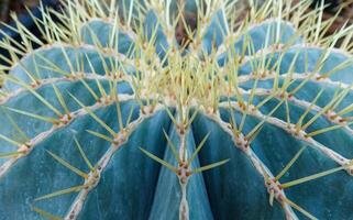 Echinocactus sp., cactus in the collection with wavy ribs, close-up photo