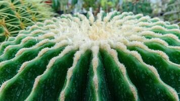 Echinocactus Grusonii, juicy large cactus without thorns in the collection, close-up photo