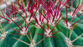 Ferocactus sp., cactus in the collection with wavy ribs, close-up photo