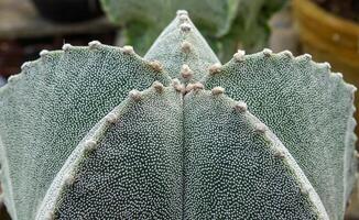 Close-up, cactus Astrophytum sp., in the collection photo