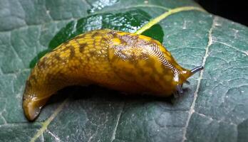 Slug, or land slug crawls at night after rain in search of food photo