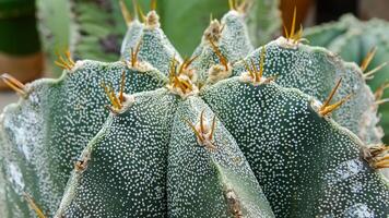 Close-up, cactus Astrophytum sp., in the collection photo