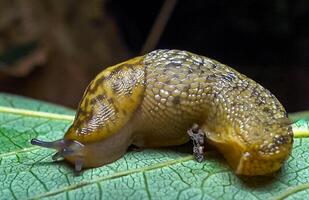Slug, or land slug crawls at night after rain in search of food photo