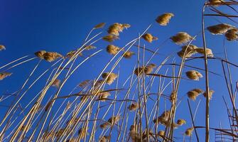 Phragmites australis, the common reed against the blue sky photo
