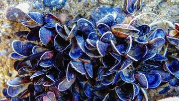 Frost on the Black Sea mussel Mytilus galloprovincialis on the stones of the shallowed photo
