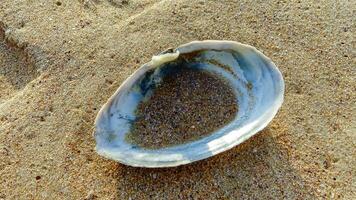 Mya arenaria - shells of a bivalve mollusk - an invader in the Black Sea photo