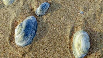 Mya arenaria - shells of a bivalve mollusk - an invader in the Black Sea photo