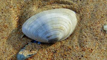Mya arenaria - shells of a bivalve mollusk - an invader in the Black Sea photo