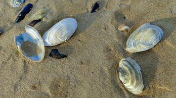 Mya arenaria - shells of a bivalve mollusk - an invader in the Black Sea photo