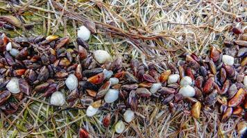 Shells of marine bivalve mollusks in storm discharges - Monodacna sp., Cerastoderma sp., Mytilaster lineatus photo
