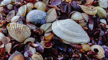 Shells of marine bivalve mollusks in storm discharges on the shore - Mya arenaria, Monodacna sp., Mytilaster lineatus. photo