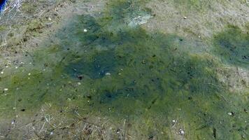 Flowering of unicellular algae on the sand on the shore of the frozen Tiligul estuary photo