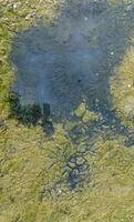 Bird footprints on green sand with algae on the shore of the frozen Tiligul estuary in winter photo