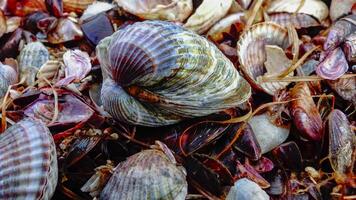 Shells of marine bivalve mollusks in storm discharges - Monodacna sp., Cerastoderma sp., Mytilaster lineatus photo