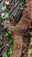 The trunk of an ivy tree climbing along the trunk with aerial roots, botanical garden photo