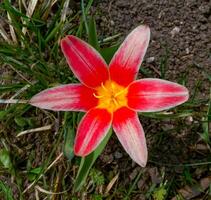 Bright red miniature blooming tulips with narrow leaves in the garden photo