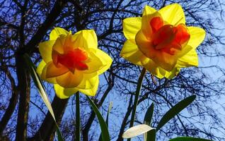 Close-up, red-yellow narcissus flowers against the sky and tree branches in the botanical garden, Odessa photo