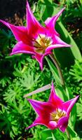 Close-up, tulips with sharp crimson petals in the botanical garden, Odessa photo