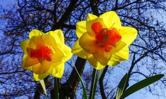 Close-up, red-yellow narcissus flowers against the sky and tree branches in the botanical garden, Odessa photo
