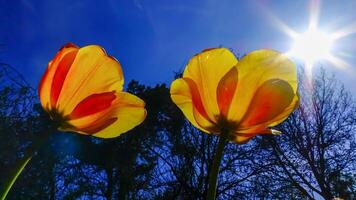 Red-yellow tulips against the sky in the botanical garden, Odessa photo