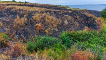 Environmental problem due to fires in nature, scorched vegetation on the banks of the Tiligul estuary photo