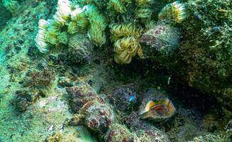 Cocoons of the predatory mollusk Rapana venosa, the invader in the Black Sea photo