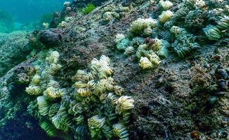Cocoons of the predatory mollusk Rapana venosa, the invader in the Black Sea photo